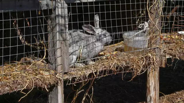 El veterinario mencionó que la enfermedad en estos animales se identifica cuando están decaídos; el virus es denominado EHVC2.