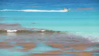 El sargazo ha pintado de color marrón algunas de las playas de Cancún durante los últimos meses, según la Semar
