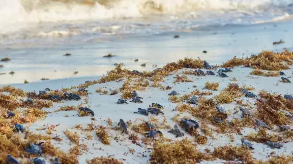 La zona de anidación va de Playa Mezcalitos hasta Playa Rastas
