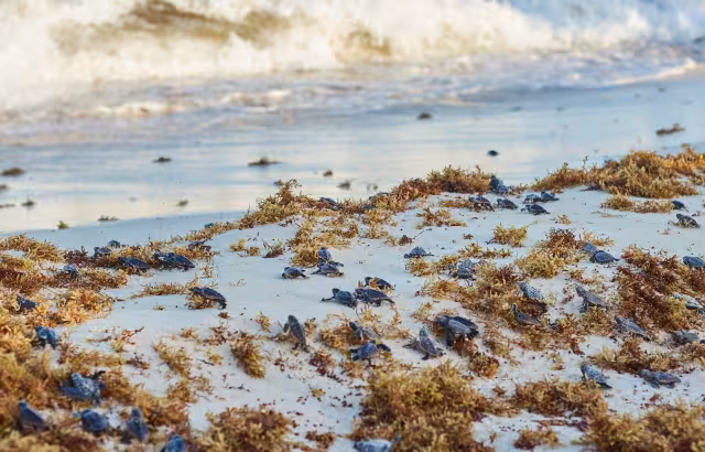 La zona de anidación va de Playa Mezcalitos hasta Playa Rastas