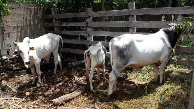 Algunos productores caen en la necesidad de vender sus animales a preciosa bajos
