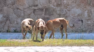 Urgen perrera municipal para animales callejeros