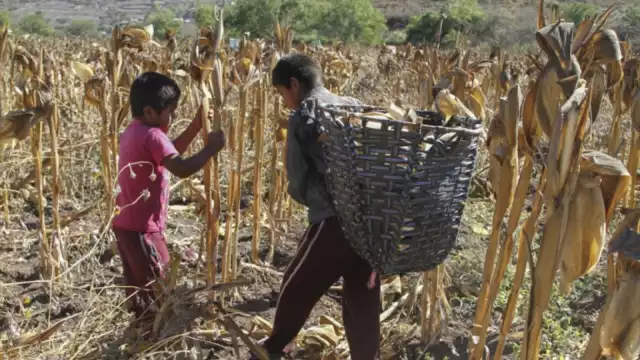 México prohíbe la importación de productos con elaboración de trabajo forzoso