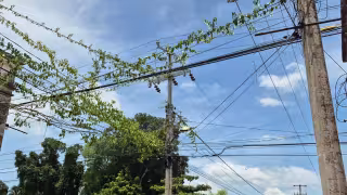 Vegetación invade postes y cables en Champotón