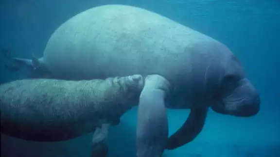 El Manat{i es una especie en peligro
