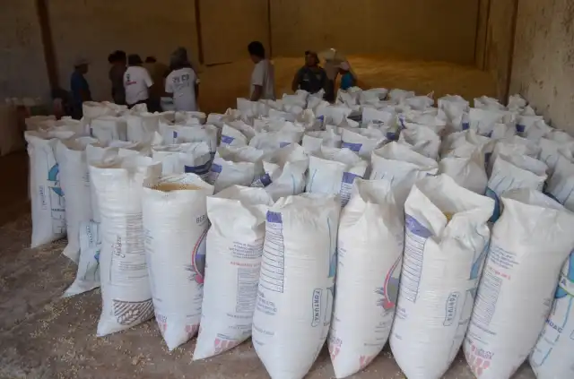 Productores de Hopelchén acordaron vender 30 mil toneladas de maíz blanco al programa federal Alimentación para el Bienestar (antes Seguridad Alimentaria Mexicana).