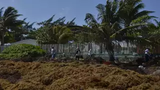 En las actividades participaron 12 buques sargaceros y 16 embarcaciones menores, con el apoyo de mil 950 personas para combatir los recales de algas