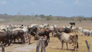 El sector ganadero de Quintana Roo está en riesgo por las altas temperaturas de la tercera onda cálida del año