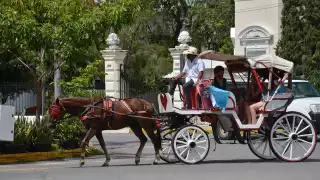 Israel Torres Velázquez aseveró que detrás de las organizaciones animalistas hay grupos empresariales