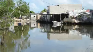 La filtración en una hectárea de manglar equivale a la producción de una planta tratadora de aguas negras, afirma Marea Azul