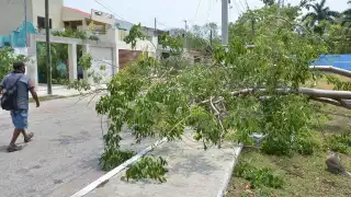 Tras informar que el temporal del domingo derribó alrededor de 40 árboles en la ciudad, hasta ayer en la avenida Mérida 2000 permanecía una decena en el suelo