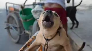 Piden a los habitantes de Cancún que adopten a los caninos, pues muchos de ellos necesitan un hogar