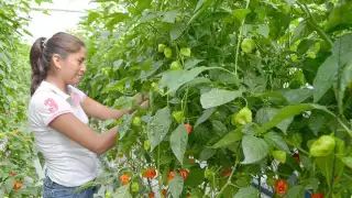 El promedio que pagan a los peninsulares es de 24.12 pesos por kilo de chile habanero
