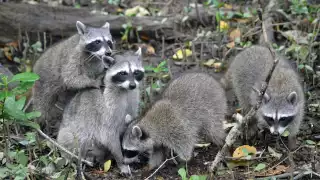 Turistas que visitan el lugar pueden darle de comer a los animales