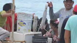 Actualmente la cotización del molusco ronda los 150 pesos el kilo