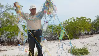 Las tortugas confunden los desechos plásticos con una fuente viable de alimento, algunas veces creando bloqueos en sus sistemas digestivos