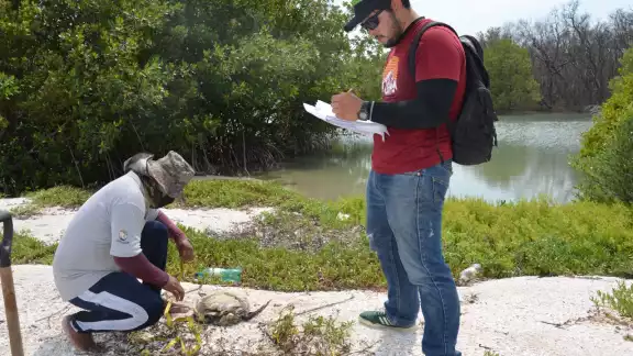 La temporada de anidación de tortugas inició en mayo y finalizan en octubre La temporada de anidación de tortugas inició en mayo y finalizan en octubre
