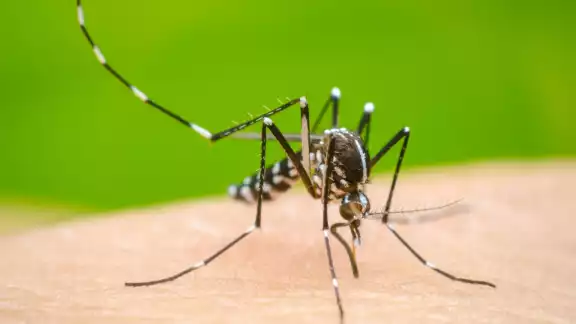 El dengue azota a Sinaloa ya se han confirmado 37 casos
