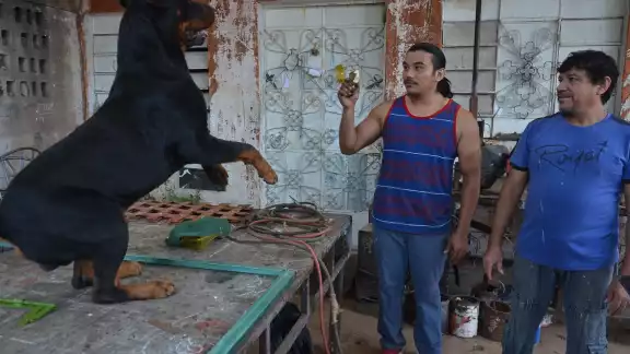 Ángel Ramírez comparte su oficio con sus hijos, pero también con su perro Ángel Ramírez comparte su oficio con sus hijos, pero también con su perro