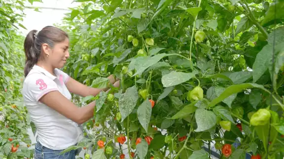 El promedio que pagan a los peninsulares es de 24.12 pesos por kilo de chile habanero El promedio que pagan a los peninsulares es de 24.12 pesos por kilo de chile habanero