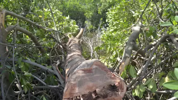 Los ejidatarios de Bacalar indican que pese a la denuncia puesta en la Profepa, no se le ha dado el seguimiento a la tala de maderas preciosas