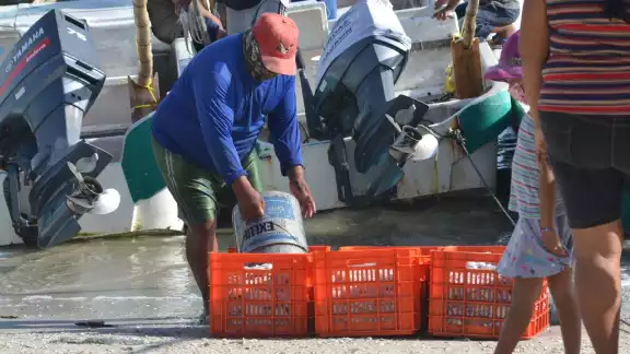 Hoy, el precio del octópodo rebasa los 120 pesos por kilo en Yucatán Hoy, el precio del octópodo rebasa los 120 pesos por kilo en Yucatán