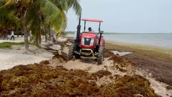 Playa Coral es el arenal con más recale de sargazo en Cancún, según lo dicho por la Dirección de Zofemat municipal