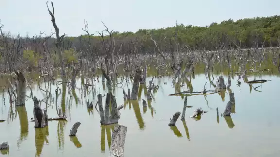 Laguna de Términos tiene 705 mil 16 hectáreas y en los últimos 20 años se perdieron 50 mil hectáreas Laguna de Términos tiene 705 mil 16 hectáreas y en los últimos 20 años se perdieron 50 mil hectáreas