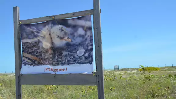 El grupo ambientalista Aves de la Laguna dio a conocer que en la zona de anidación en Playa Norte no se aprecia ningún nido este año