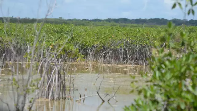 Se suma a las 22 nuevas Áreas Naturales Protegidas en todo el país, incluida El Manglar.

