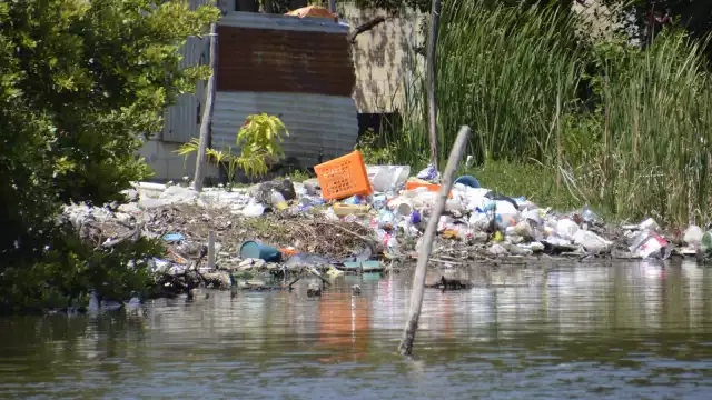 Hasta el momento no se ha registrado ningún caso de estos mosquitos