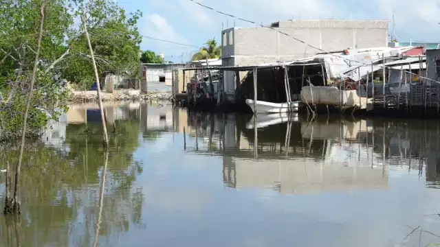 La filtración en una hectárea de manglar equivale a la producción de una planta tratadora de aguas negras, afirma Marea Azul