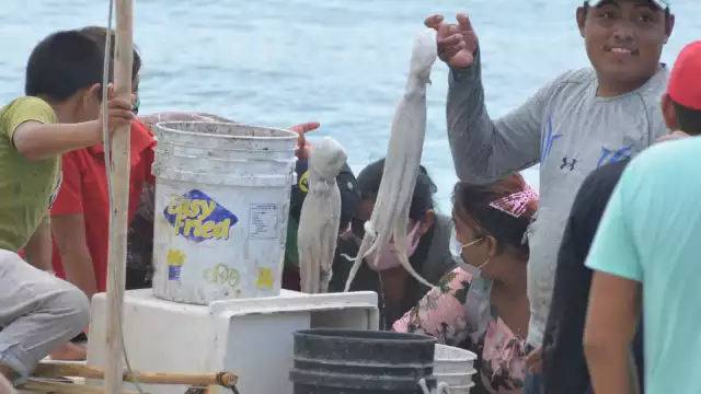 Actualmente la cotización del molusco ronda los 150 pesos el kilo