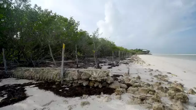 La deforestación del manglar en Isla Holbox provoca que la única barrera natural no pueda proteger el suelo