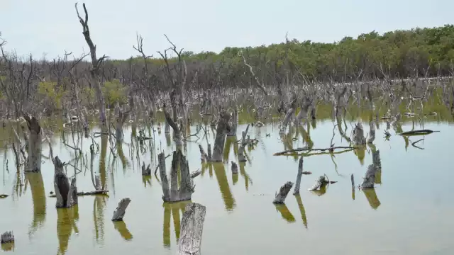 Laguna de Términos tiene 705 mil 16 hectáreas y en los últimos 20 años se perdieron 50 mil hectáreas