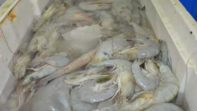 Con la veda del camarón unas 60 lanchas dejarían de capturar esta especie y la del camarón blanco