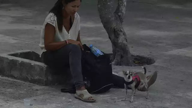 La dueña detalló que no tienen grandes complicaciones para volar en las aerolíneas juntas