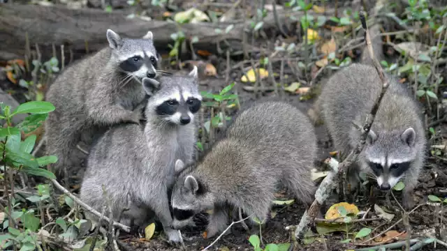 Turistas que visitan el lugar pueden darle de comer a los animales