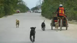 Buscarán ampararse contra la propuesta del Regidor Julio de Jesús Méndez Paniagua