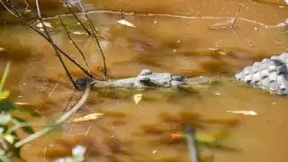 Contaminación amenaza la vida de cinco cocodrilos en la Región 77 en Cancún