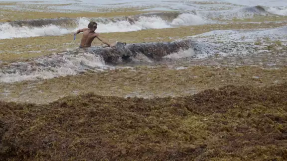 Mahahual es una de los destinos turísticos de Quintana Roo que se ve mayormente afectado por el recale de sargazo a sus costas Mahahual es una de los destinos turísticos de Quintana Roo que se ve mayormente afectado por el recale de sargazo a sus costas