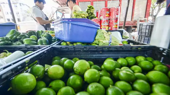 La semana pasada el kilogramo del producto se ofertaba en Cancún a 25 pesos La semana pasada el kilogramo del producto se ofertaba en Cancún a 25 pesos