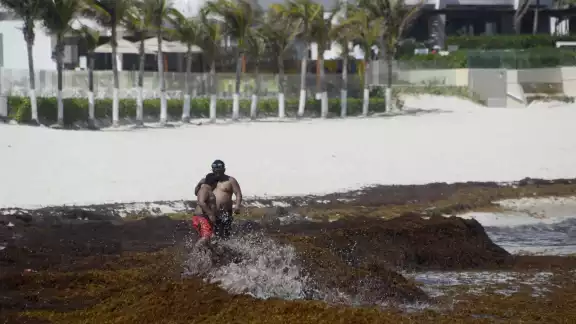 En Cozumel, la acumulación de sargazo permanece en la zona que da hacia mar abierto, sitio donde hay 10 playas en color rojo por la macroalga En Cozumel, la acumulación de sargazo permanece en la zona que da hacia mar abierto, sitio donde hay 10 playas en color rojo por la macroalga