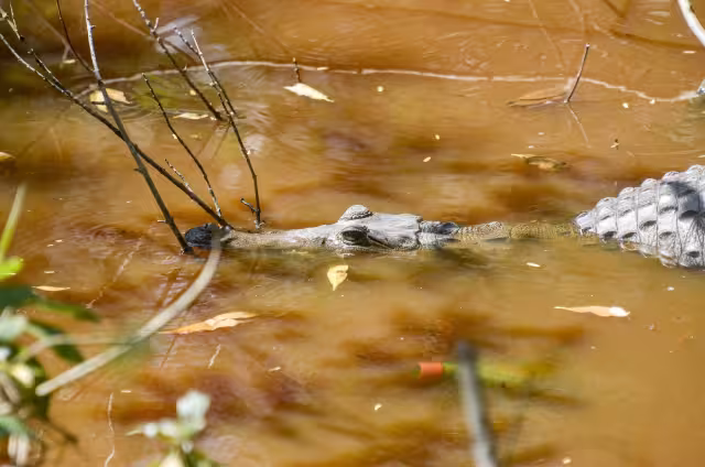 Piden alertas de peligro, por los muchos curiosos que se acercan a observarlos