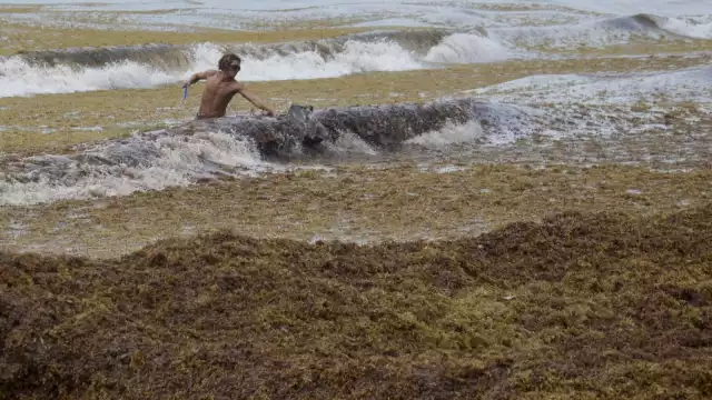 Mahahual es una de los destinos turísticos de Quintana Roo que se ve mayormente afectado por el recale de sargazo a sus costas