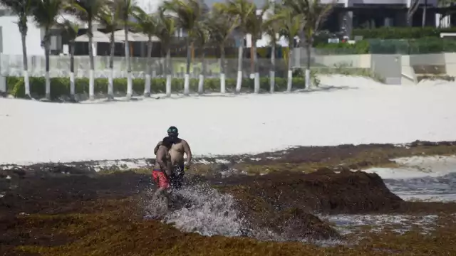 En Cozumel, la acumulación de sargazo permanece en la zona que da hacia mar abierto, sitio donde hay 10 playas en color rojo por la macroalga