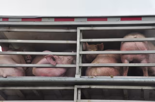 Los animales sufren diferentes maltratos antes de que los maten