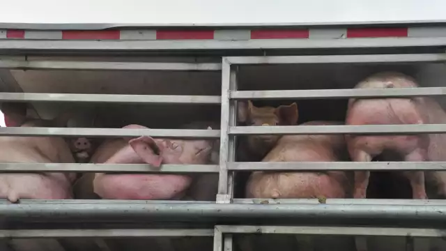 Los animales sufren diferentes maltratos antes de que los maten