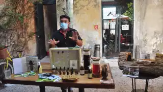 Melipona, 'abeja sagrada maya', contribuye a la prevención de enfermedades