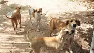 La FGE ya se encuentran investigando la muerte de los perros